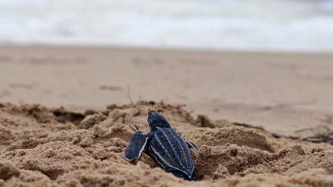 una cría de tortuga Tinglar liberada en la playa Ocean Park en San Juan (Puerto Rico)