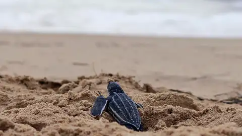 una cría de tortuga Tinglar liberada en la playa Ocean Park en San Juan (Puerto Rico) una cría de tortuga Tinglar liberada en la playa Ocean Park en San Juan (Puerto Rico)