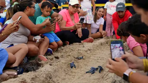 Las playas de Puerto Rico se convierten durante el estío en aulas al aire libre donde se inculca a los niños la protección de las tortugas tinglares Las playas de Puerto Rico se convierten durante el estío en aulas al aire libre donde se inculca a los niños la protección de las tortugas tinglares
