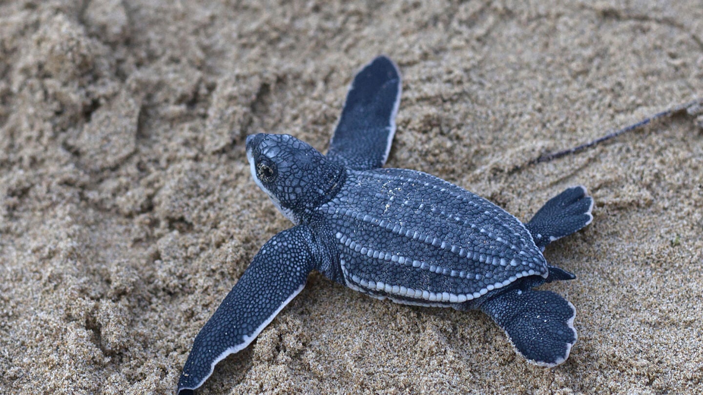 una cr&iacute;a de tortuga Tinglar liberada en la playa Ocean Park en San Juan (Puerto Rico)