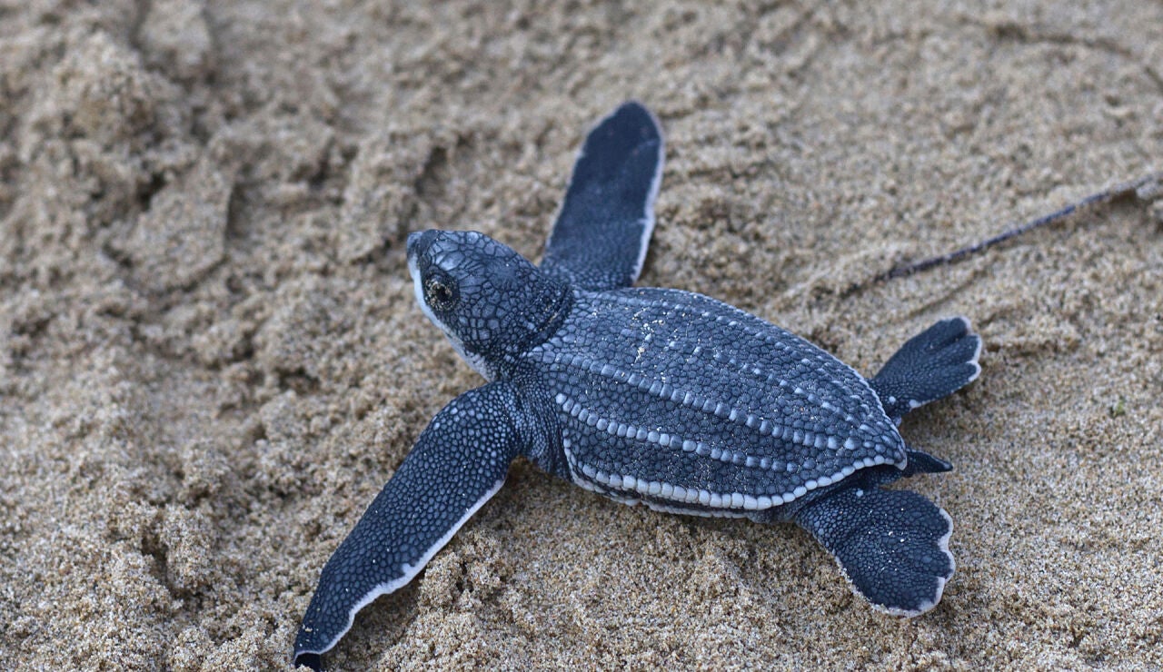 una cr&iacute;a de tortuga Tinglar liberada en la playa Ocean Park en San Juan (Puerto Rico)