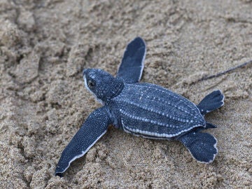 una cr&iacute;a de tortuga Tinglar liberada en la playa Ocean Park en San Juan (Puerto Rico)