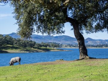 Dehesa de Huelva