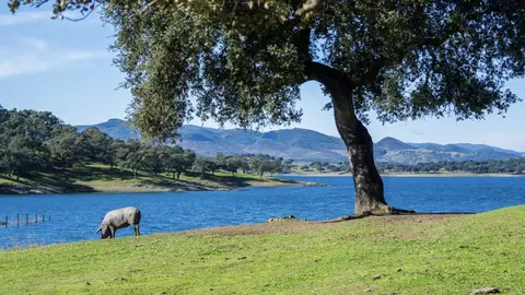 Dehesa de Huelva Dehesa de Huelva