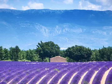 Valensole Valensole