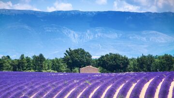 Valensole