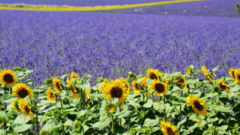 Valensole