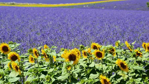 Valensole Valensole