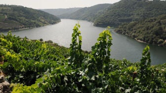 Imagen de archivo de una vista de la Ribeira Sacra. 