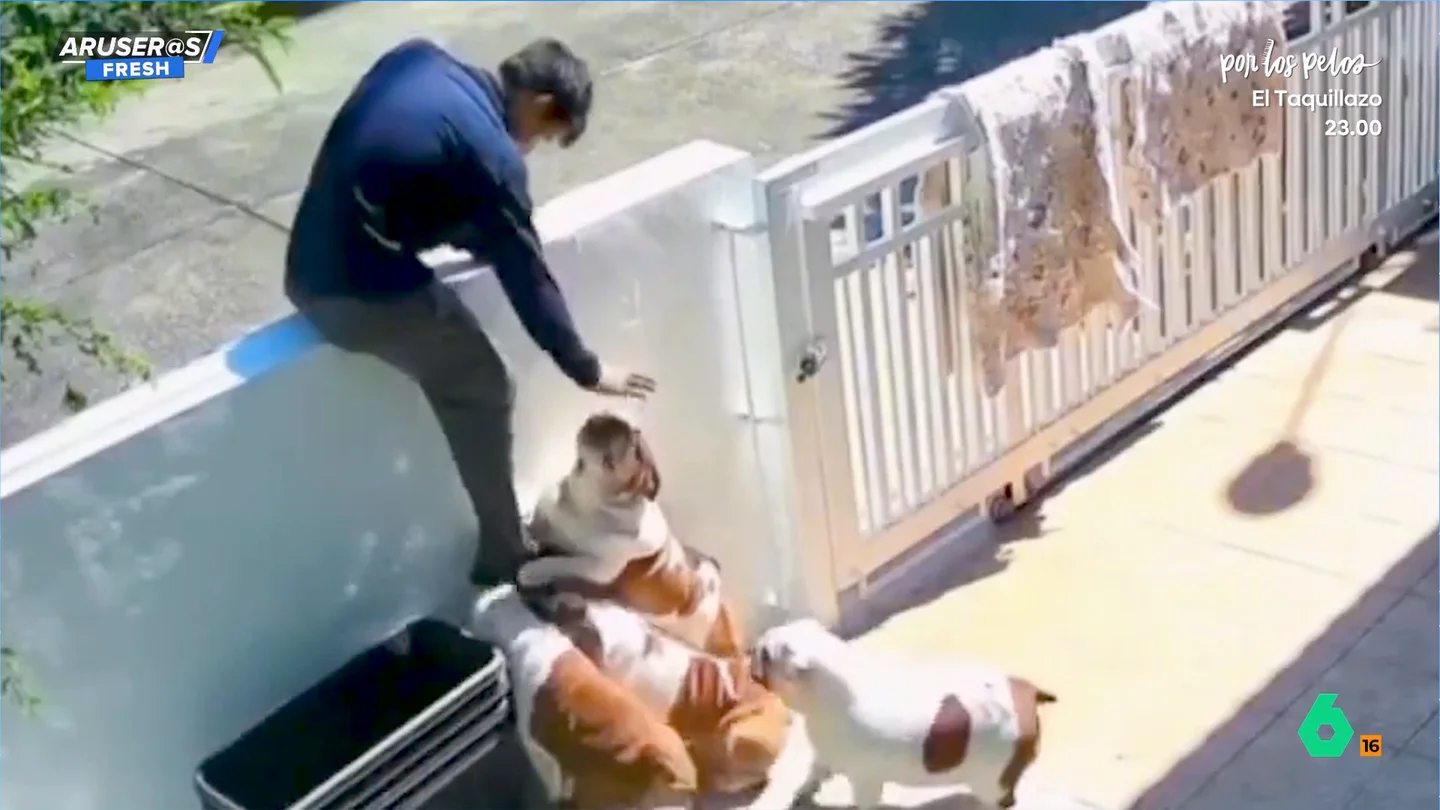 El divertido vídeo de varios perros agarrando a su dueño para que no se vaya de casa: "Nunca nadie te querrá así" El divertido vídeo de varios perros agarrando a su dueño para que no se vaya de casa: "Nunca nadie te querrá así"
