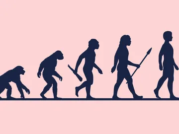 Evolución humana Evolución humana