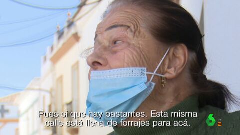La pista que llev&oacute; a la Guardia Civil hasta el clan de 'Los Pi&ntilde;os': "Tienen marihuana sembrada por todo el pueblo"