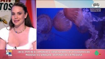 Qu&eacute; hacer tras una picadura de medusa: "Hay que lavarla con agua de mar, el agua dulce libera m&aacute;s veneno"