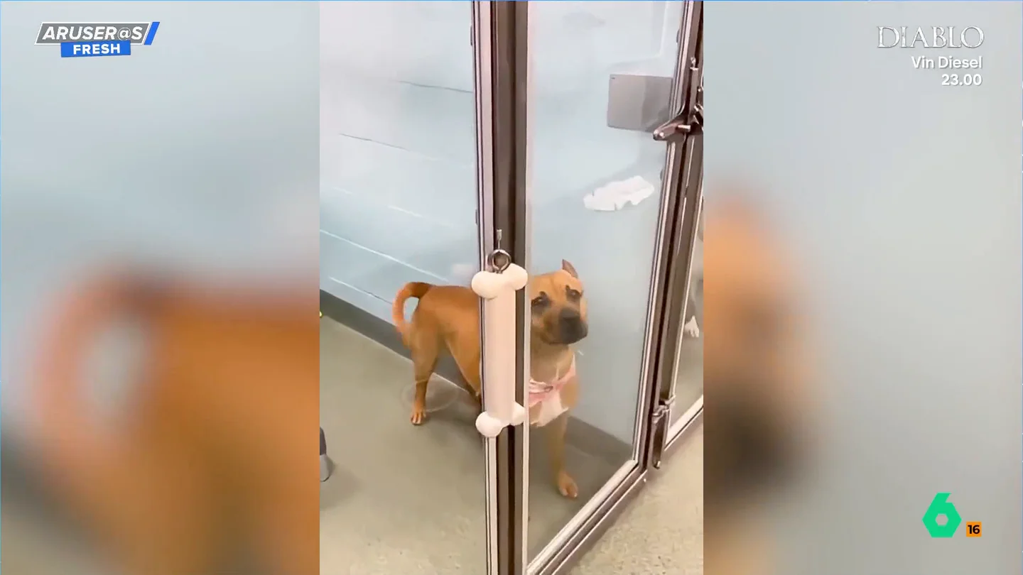La reacción viral de un perro al descubrir que por fin ha sido adoptado: "No ha tardado nada en adaptarse" La reacción viral de un perro al descubrir que por fin ha sido adoptado: "No ha tardado nada en adaptarse"