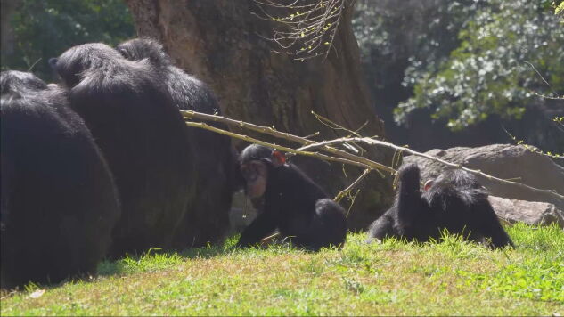 Un grupo de chimpanc&eacute;s