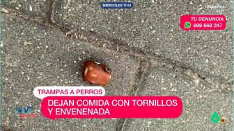Tornillos comida perros