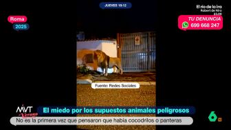 Mientras la Guardia Civil suspende parcialmente la b&uacute;squeda del presunto le&oacute;n de la sierra de San Vicente, M&aacute;s Vale Tarde recuerda otros casos de animales salvajes que atemorizaron a pueblos y ciudades, muchas veces sin llegar a aparecer.