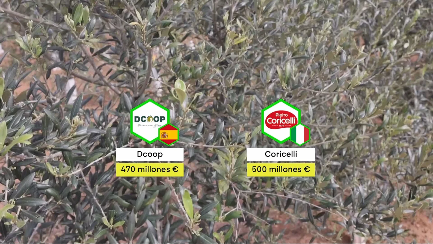 Guerra por un gigante del aceite de oliva: España e Italia pujan por el control de Deoleo y de los mercados internacionales Guerra por un gigante del aceite de oliva: España e Italia pujan por el control de Deoleo y de los mercados internacionales