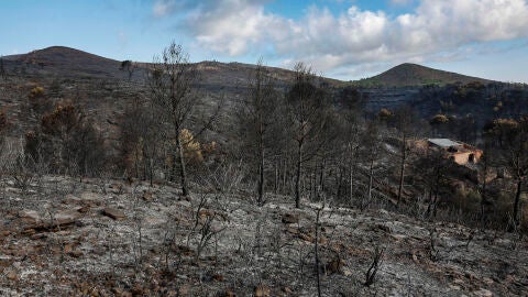 Imagen del terreno arrasado por el incendio de Segorbe
