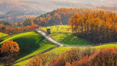 Corea del Sur en oto&ntilde;o: danpung.