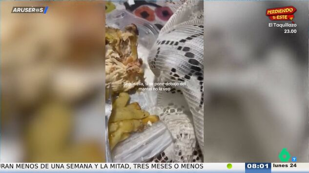 La divertida estrategia viral de una gata para robar comida "disimuladamente" a su due&ntilde;a
