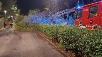 Los Bombers de la Generalitat retiran un &aacute;rbol ca&iacute;do tras las tormentas en Catalunya