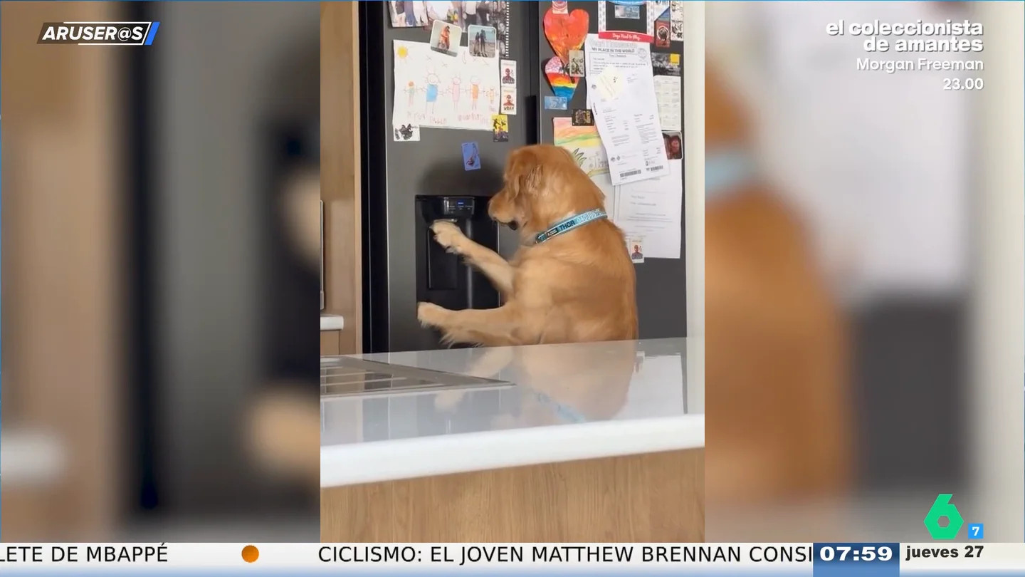 El ingenioso truco viral de un Golden Retriever para combatir las altas temperaturas El ingenioso truco viral de un Golden Retriever para combatir las altas temperaturas