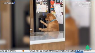 El ingenioso truco viral de un Golden Retriever para combatir las altas temperaturas