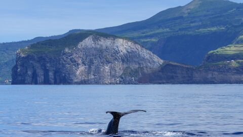 Ballenas en la costa de las Azores