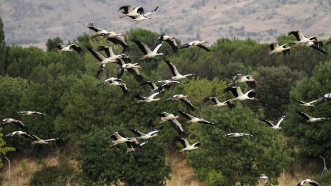 Cigüeñas en la gran migración hacia el Estrecho de Gibraltar