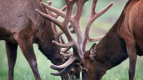 Ciervos Ciervos
