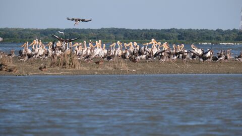 Pelícanos en el Delta del Danubio