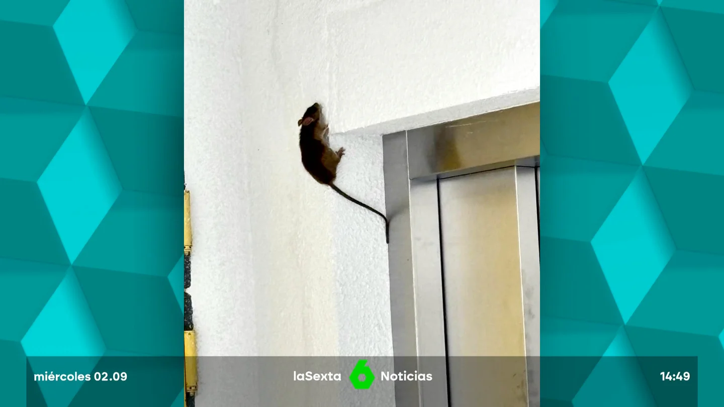 conviviendo con ratas conviviendo con ratas