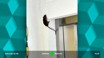 conviviendo con ratas