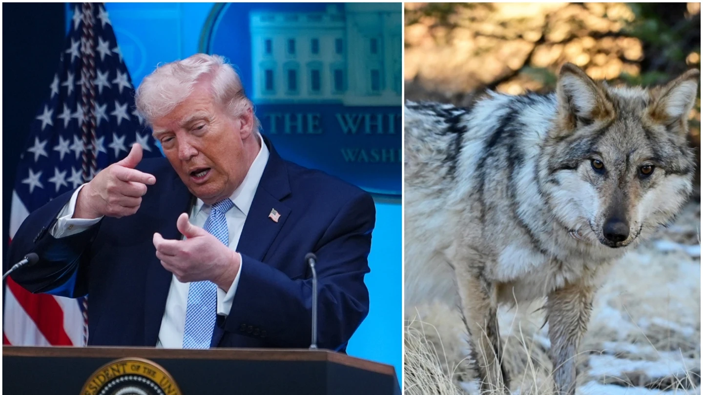 A la izquierda, Donald Trump; a la derecha, el lobo gris mexicano A la izquierda, Donald Trump; a la derecha, el lobo gris mexicano