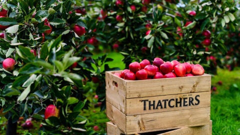 Sidra Thatchers. Empresa elaboradora de sidra en Somerset desde hace más de 100 años