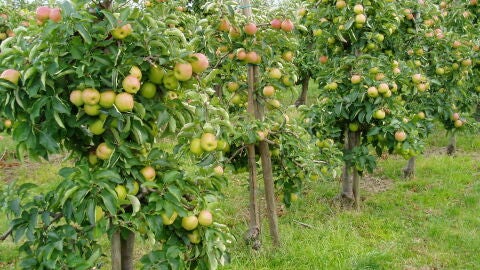 Manzanos en Altes Land.