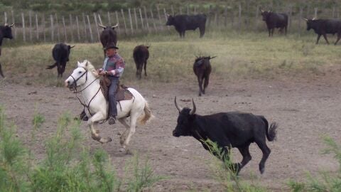 Caballo blanco y toros negros en la Camarga