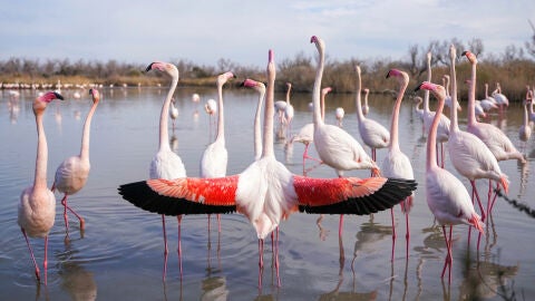 Flamencos en la Camarga