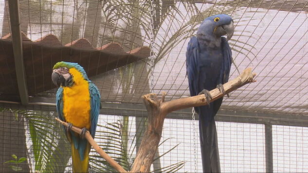 Imagen de dos papagayos en el Loro Parque de Tenerife