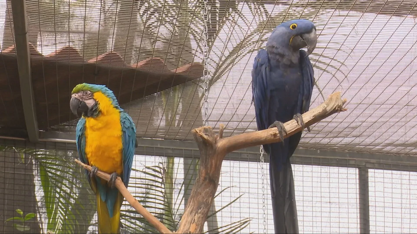 Imagen de dos papagayos en el Loro Parque de Tenerife Imagen de dos papagayos en el Loro Parque de Tenerife