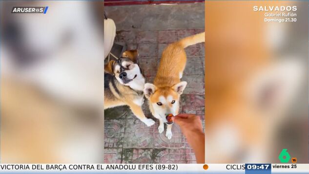 El emotivo gesto de un perro con su amigo invidente al rechazar la comida hasta que &eacute;l prueba primero