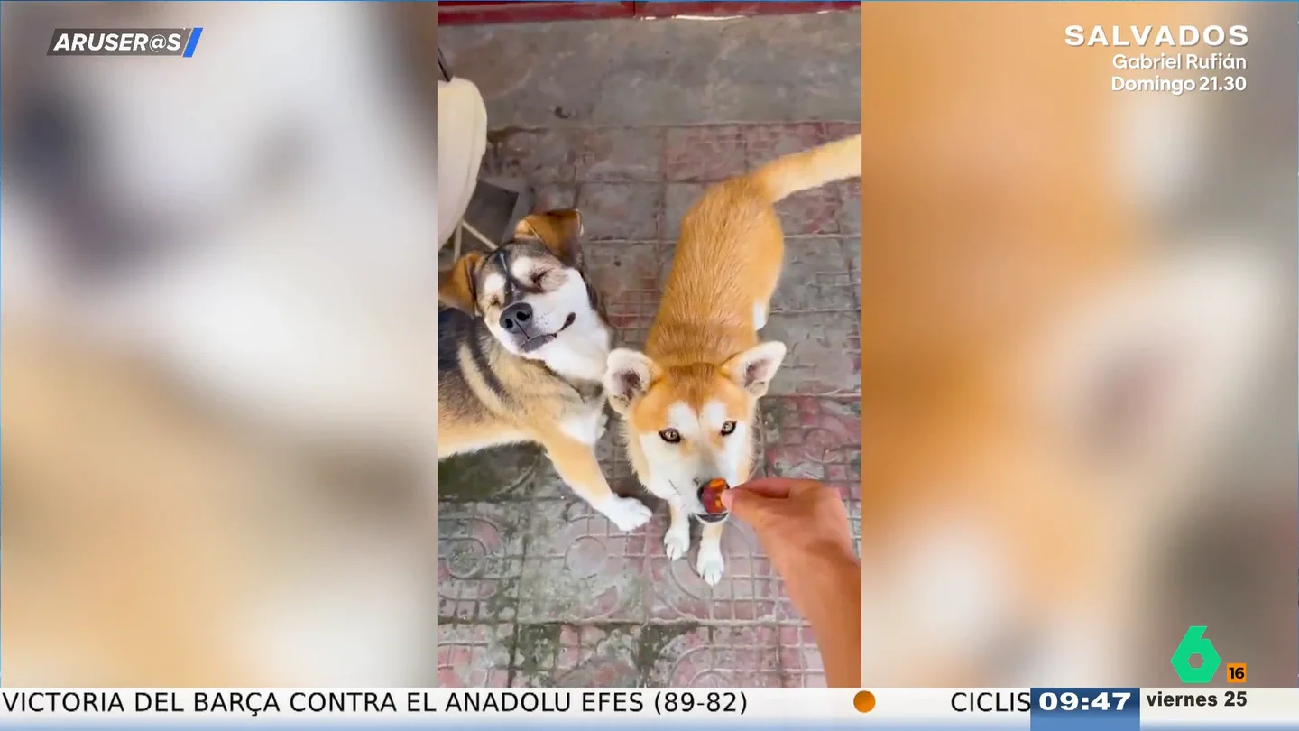 El emotivo gesto de un perro con su amigo invidente al rechazar la comida hasta que él prueba primero El emotivo gesto de un perro con su amigo invidente al rechazar la comida hasta que él prueba primero
