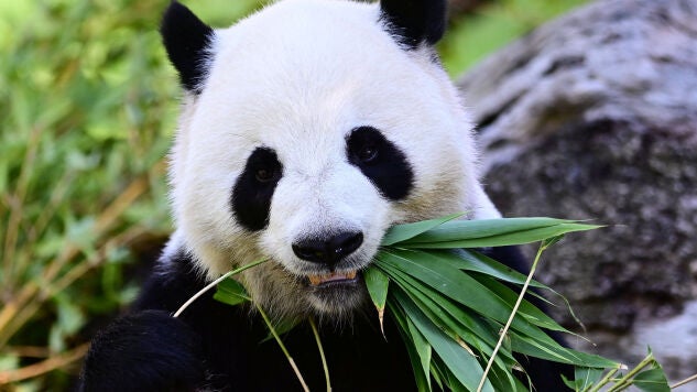 Los 'pandas de la diplomacia' china llegan a EEUU: as&iacute; utiliza Pek&iacute;n a sus osos como s&iacute;mbolo de amistad.
