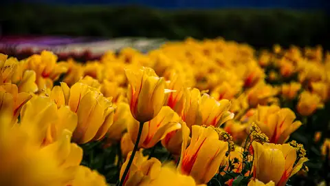 Tulipanes amarillos en Trevelin. Argentina Tulipanes amarillos en Trevelin. Argentina