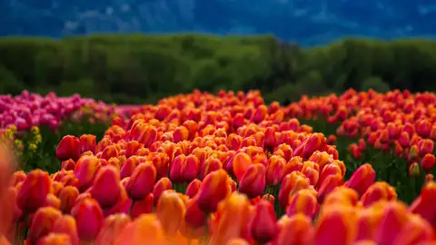 Tulipanes en Trevelin, Argentina Tulipanes en Trevelin, Argentina