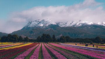 Campo de tulipanes en Trevelin, Argentina
