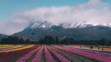 Campo de tulipanes en Trevelin, Argentina Campo de tulipanes en Trevelin, Argentina