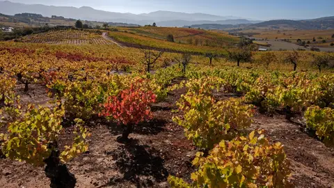 El Bierzo El Bierzo