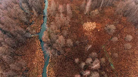 Białowieża, en Polonia Białowieża, en Polonia